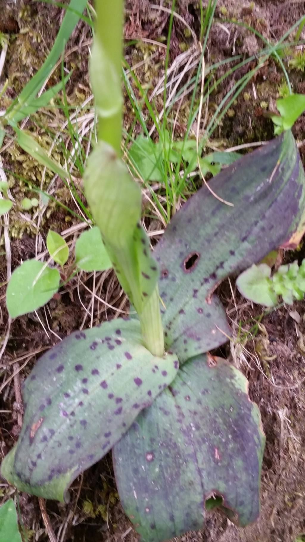 Neotinea maculata (Orchidaceae)